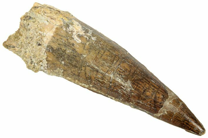 Fossil Spinosaurus Tooth - Real Dinosaur Tooth #322232